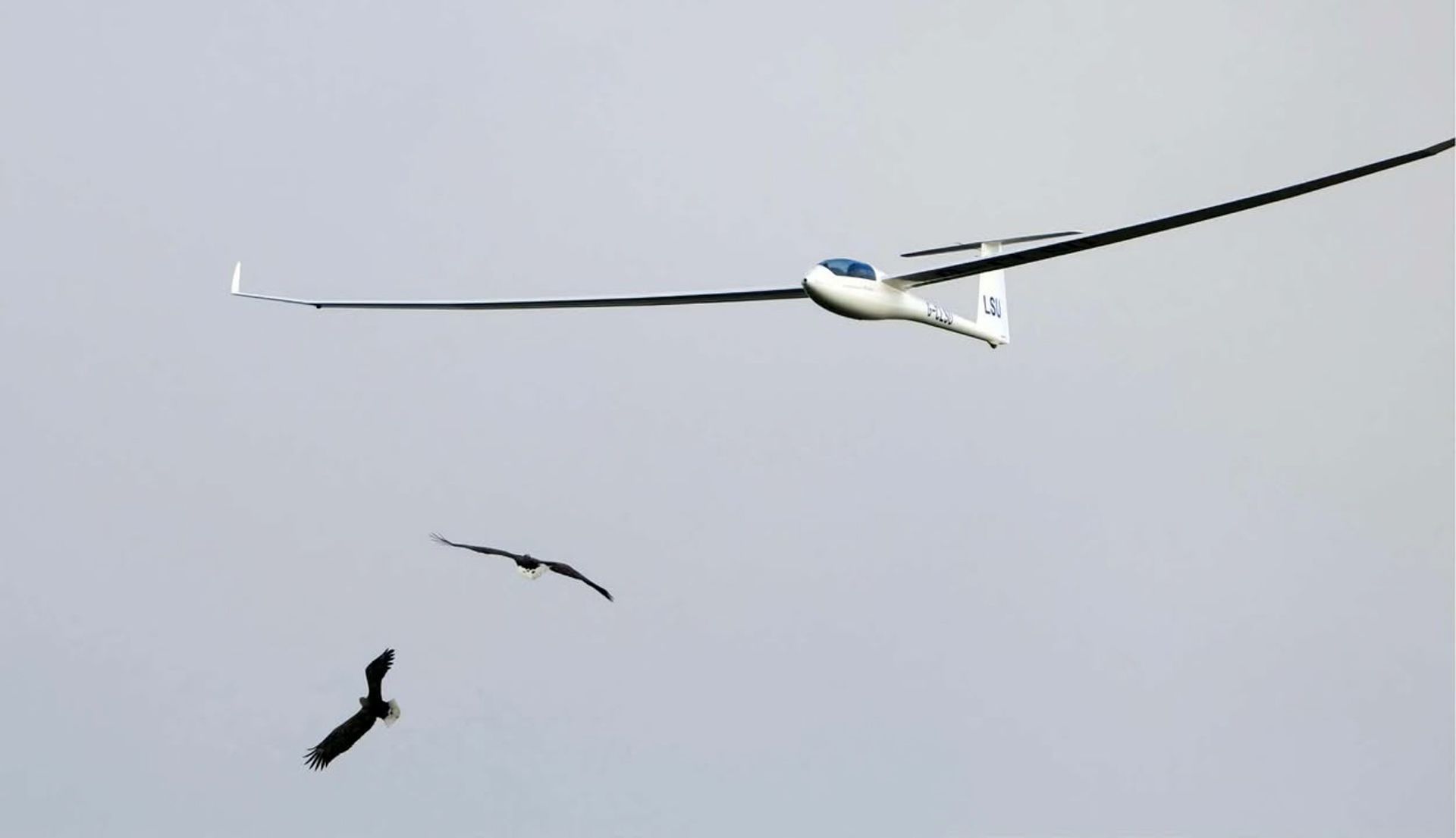 Glider soaring alongside a pair of white-tailed eagles above the South Downs
